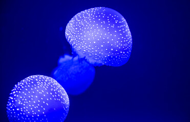Fototapeta na wymiar Phyllorhiza punctata blue white spotted jellyfish