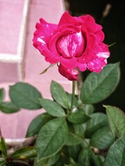 Red rose plant