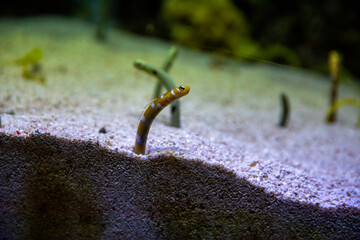 The gardens eels subfamily Heterochongrinae in aquarium