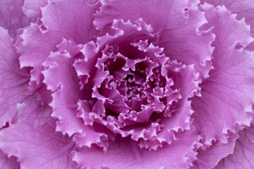 Obraz premium pink cabbage close up