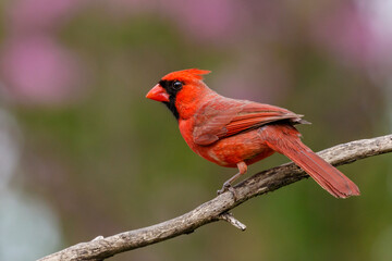 Northern Cardinal