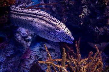 The laced moray fish underwater view