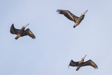 Pelicanos volando sobre playa