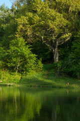 Fototapeta na wymiar Drzewa liściaste odbijające się w wodzie jeziora