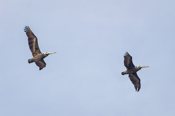 Fototapeta premium Pelicanos en pareja volando sobre la playa
