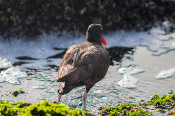 Ave pilpilén contemplando el mar sobre rocas a pocos metros de la playa