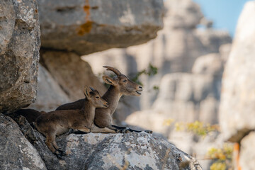 Familia de cabras descansando en la cima del torcal de Antequera - Málaga, España