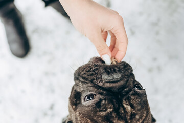 French bulldog black close-up eating treats from human hands outdoors