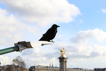 Corneille noir Pont Alexandre 3 Paris