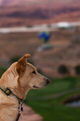 Dog at the Lake Powell Balloon Regatta