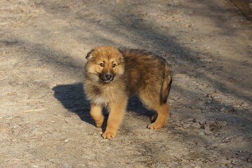 one brown fluffy puppy dog stands on the gray ground of the road in the street