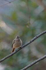 daurian redstart in the field