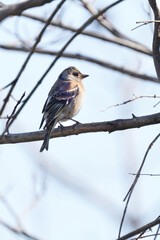 brambling on the branch