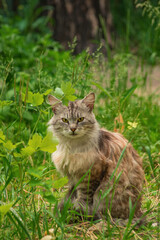 cat in the grass