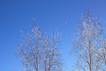 Fototapeta na wymiar frosted winter birch trees with the young moon and blue sky - winter background and landskape