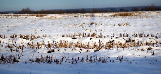 The snow-covered field of the harvested crop