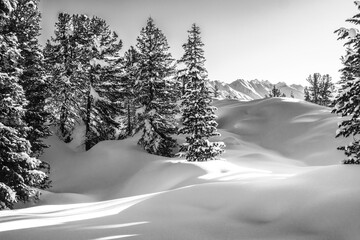 Verschneiter Winterwald in schwarz weiß