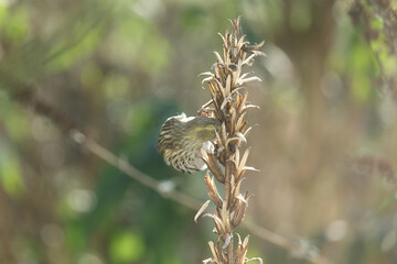 Grauschnäpper isst Pflanze in Deutschem Garten