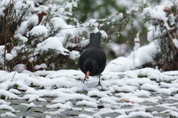 Amsel im Schnee in deutschem Garten im Winter, kalt, mit Vogelfutter im Mund