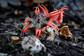 Aseroe rubra (commonly known as the anemone stinkhorn)