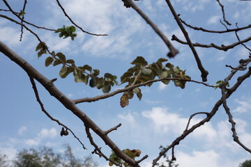 branches against blue sky