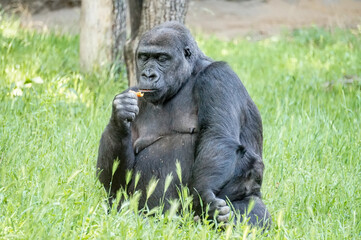 Old chimpanzee monkey sitting in grass and eating something