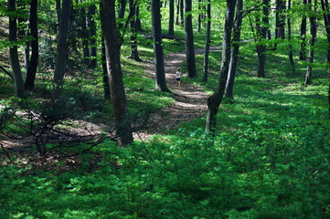 Fototapeta premium Little child girl playing in the spring forest.