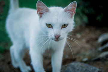 Adult white cat in the park