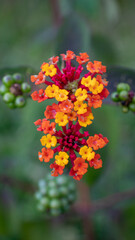 Flor de color amarillo y roja del bosque