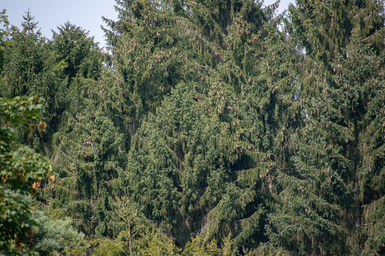 Trees at wildpark schwarze erge in Germany
