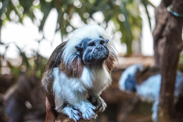 Black and white Cotton-top tamarin monkey sitting on a tree