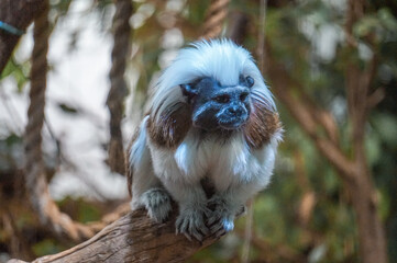 Black and white Cotton-top tamarin monkey sitting on a tree