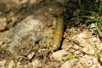 large caterpillar (tobacco hornworm, Manduca sexta) navigating a rocky terrain