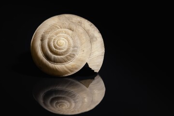 Empty shell on dark background closeup photo