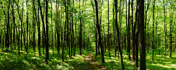 Fototapeta na wymiar Panoramic view of the beech forest in the spring in the mountains.