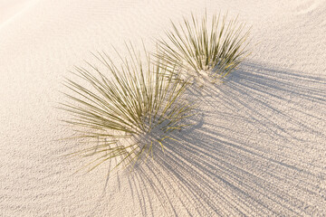 Yucca growing in sand dune   White Sands NP   New Mexico  © Tom