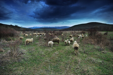 Sheep grazing in the mountains on a cloudy day.