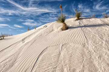 Yucca on dune at White Sands NP;  New Mexico
