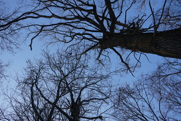 tree and sky