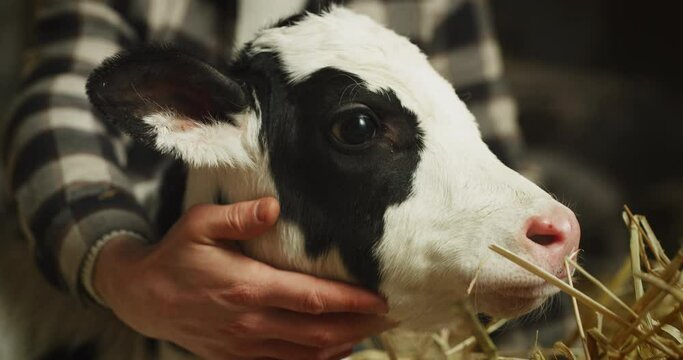 Cinematic close up of young male farmer is caressing with love and care ecologically grown newborn calf used for biological genuine milk products industry in cowshed stable of countryside dairy farm.