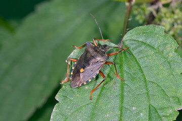 アシアカカメムシ（北海道・層雲峡）
