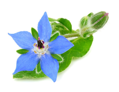 Borage (Borago Officinalis) Medicinal Flower Herb Flower Known As Starflower. Isolated On White Background.