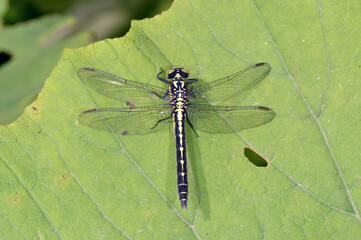 コサナエの雌（北海道・釧路湿原）
