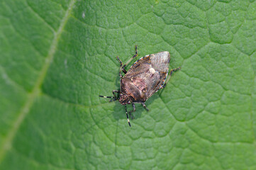 スコットカメムシ（北海道・中札内村）
