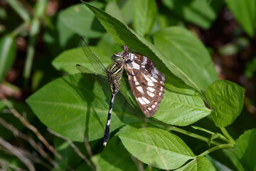 蝶を捕食するハラボソトンボ（沖縄県・石垣島）
