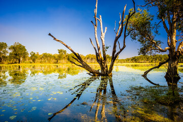 Reflections of Sandy Billabong in Kakadu National Park © Michael