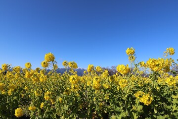 琵琶湖　なぎさ公園の菜の花畑