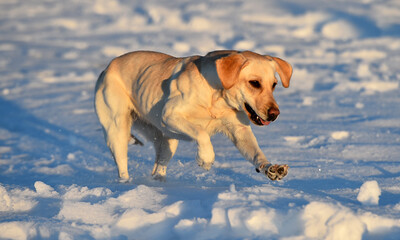 un precioso perro labrador en la nieve