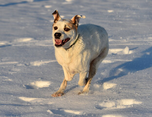 perro corriendo en la nieve