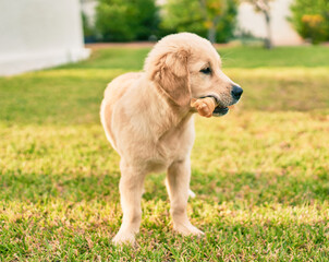 Beautiful and cute golden retriever puppy dog having fun at the park sitting on the green grass. Lovely labrador purebred eating bone